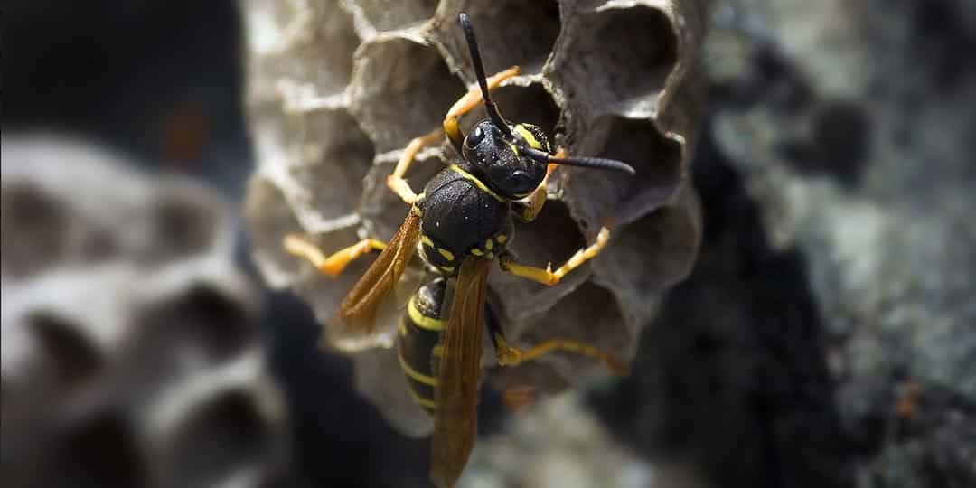 bee-wasp-hornet-extermination-removal-grand-rapids-mi