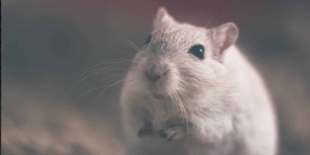 mice-extermination-rat-removal-grand-rapids-mi