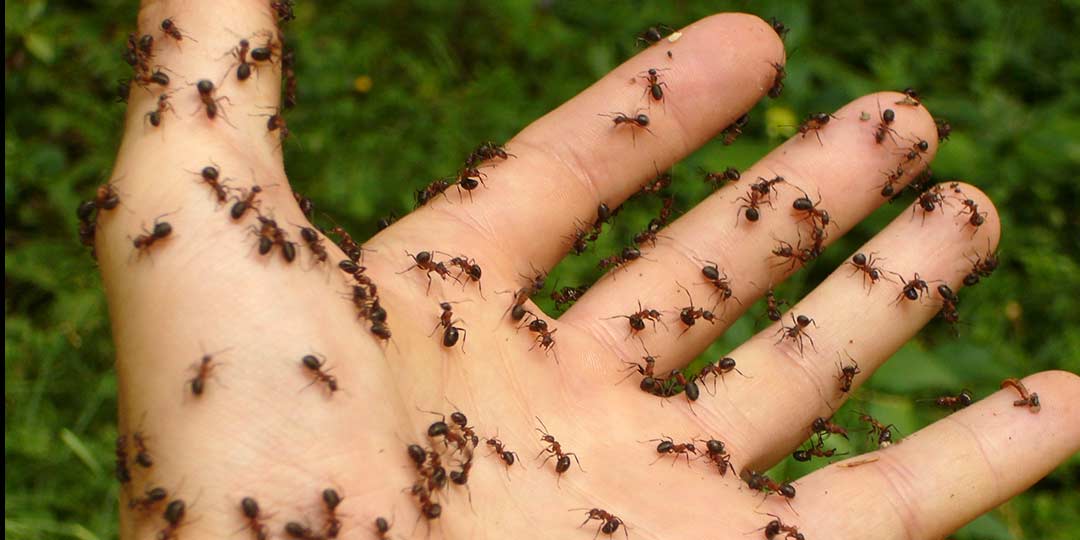 pest-control-services-west-michigan-ants-covering-hand