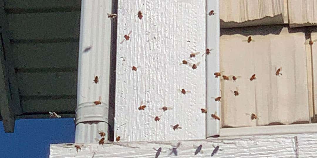 pest-control-services-west-michigan-bee-wasp-hornet-removal-extermination